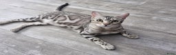 Bengal cats for sale: Snow, Silver & Brown Clouded Top Quality Bengals - Advert 2