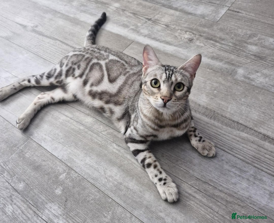 Bengal cats for sale: Snow, Silver & Brown Clouded Top Quality Bengals - Advert 2