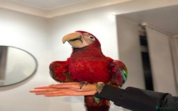 Budgerigars birds for sale: PLAYFUL BABY GREENWING MACAW - Image 4