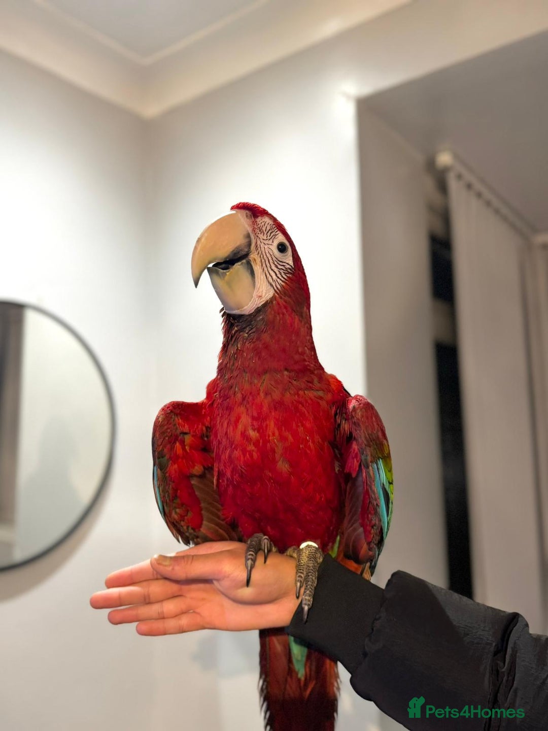 Budgerigars birds for sale: PLAYFUL BABY GREENWING MACAW - Image 4