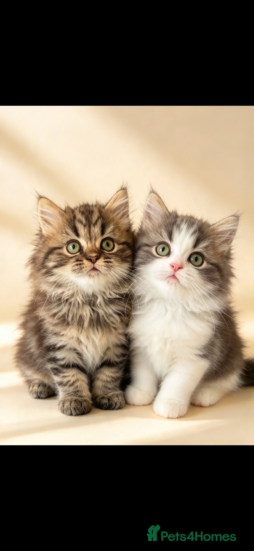 Persian cats for sale: Stunning pure Persian babies ready now  - Advert 1