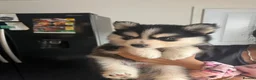 Pomsky dogs for sale: American Line Health Tested F4 Pomskys - Advert 34