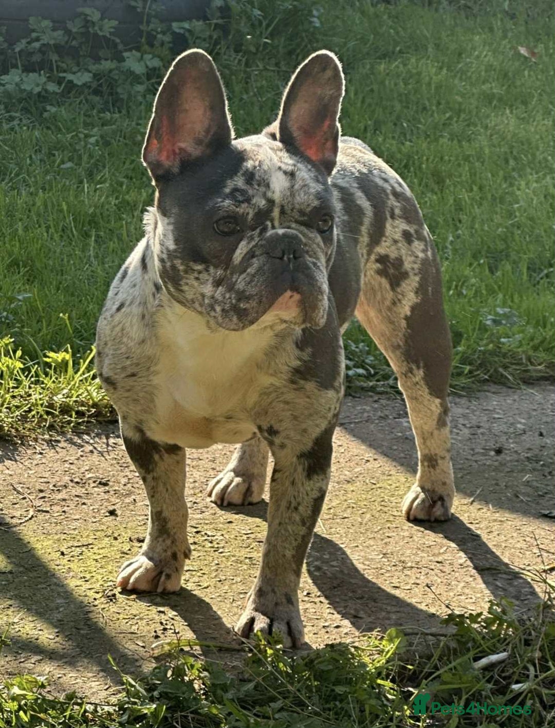 French Bulldog dogs for sale: French Bulldog Girl  - Advert 4