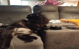 British Longhair cats for sale: Beautiful Male Neutered Black House Cat - Image 7