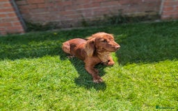 Cocker Spaniel dogs for stud: Welcome to our red working cocker spaniel "Copper" - Image 2