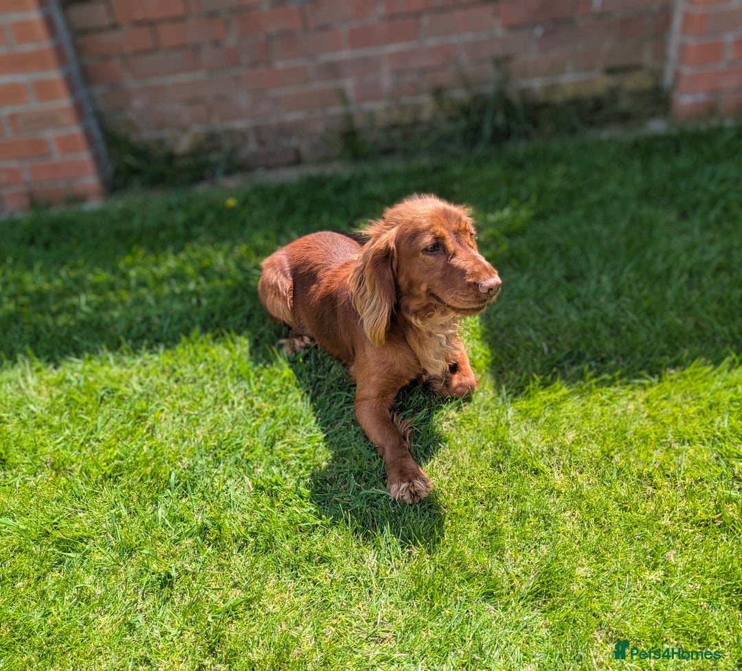 Cocker Spaniel dogs for stud: Welcome to our red working cocker spaniel "Copper" - Image 2