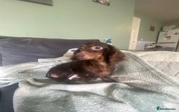 Miniature Dachshund dogs for sale: Pure mini chocolate/tan 6wk old dachshund boys  - Image 9
