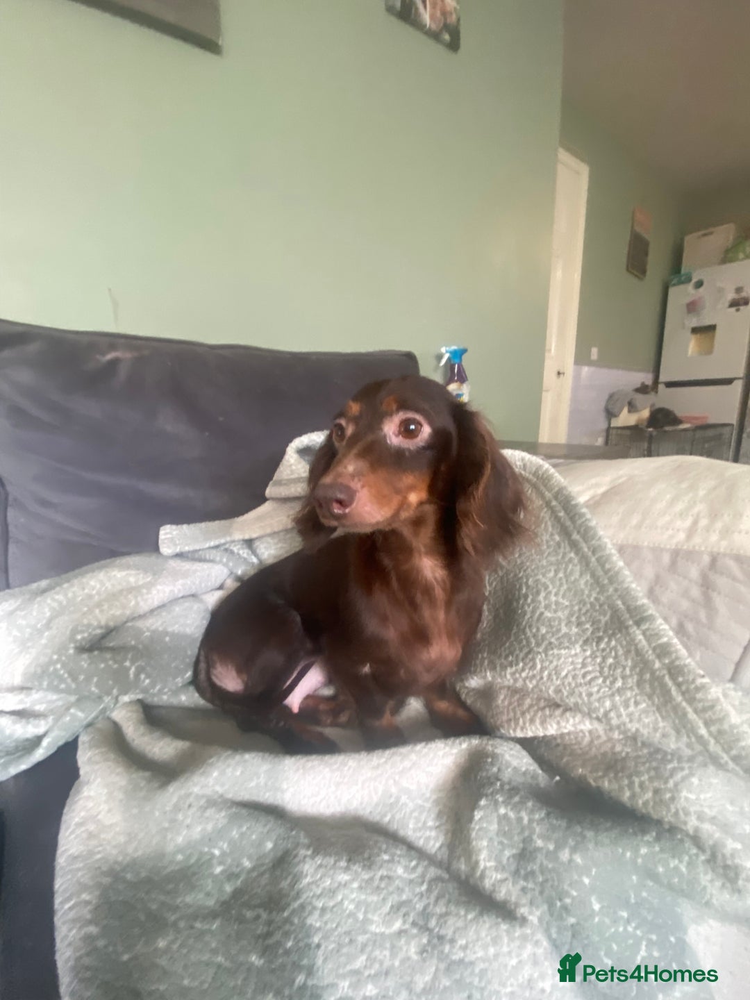 Miniature Dachshund dogs for sale: Pure mini chocolate/tan 6wk old dachshund boys  - Image 9