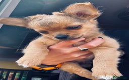 Pomchi dogs for sale: Beautiful female puppy ready now!  in Godstone - Image 11