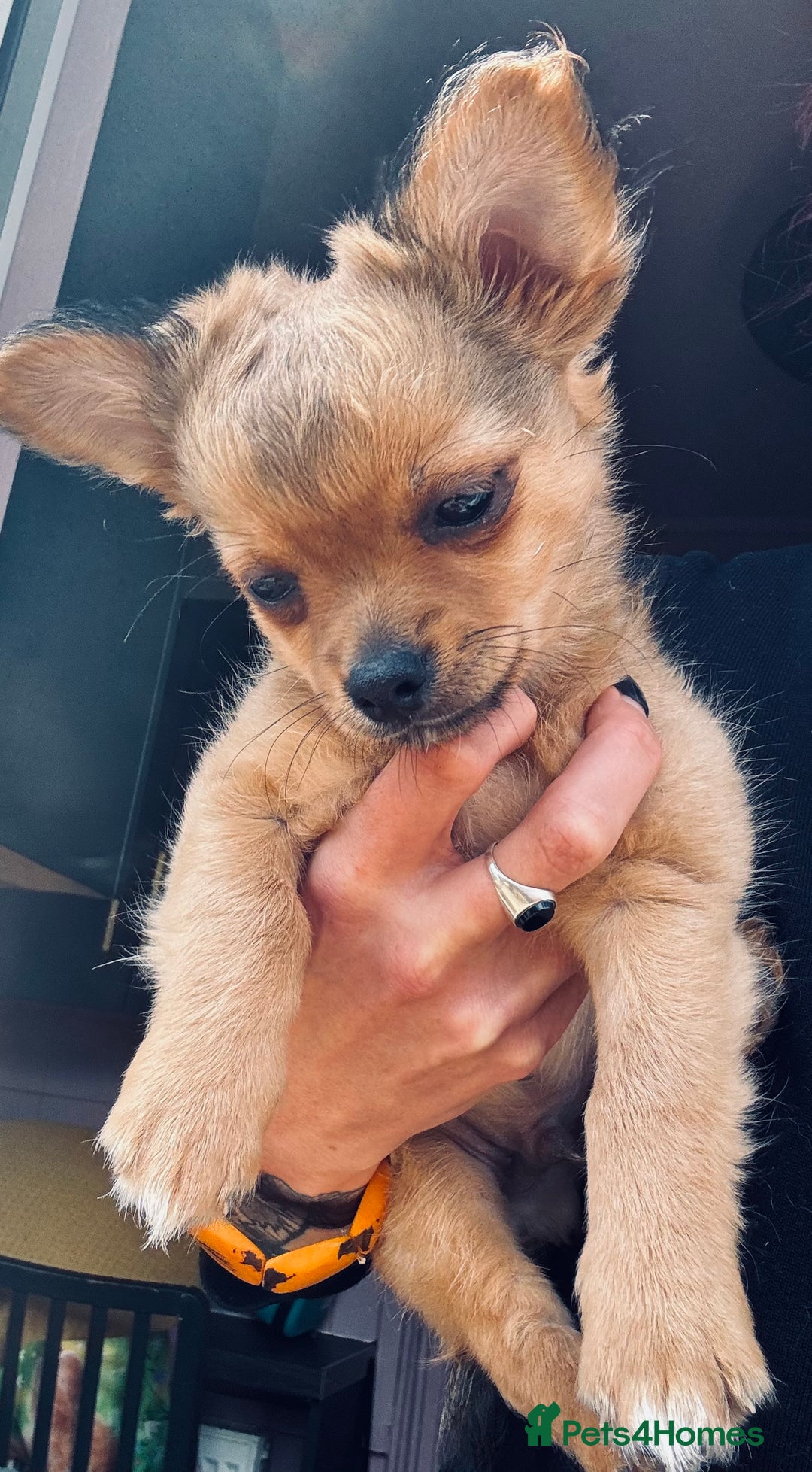 Pomchi dogs for sale: Beautiful female puppy ready now!  in Godstone - Image 11