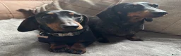 Miniature Dachshund dogs for sale: KC pedigree Mini Dachshund puppies - Advert 6