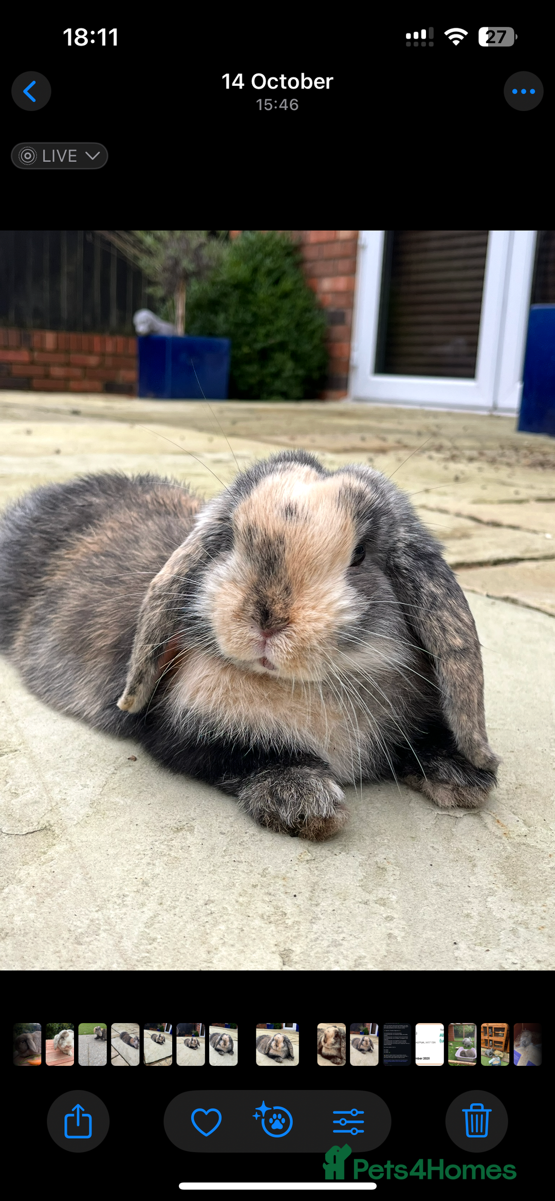 Mini Lop rabbits for sale: Mini lop buck for sale, pet home ideally. - Advert 1