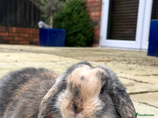 Mini Lop rabbits Mini lop buck for sale, pet home ideally. - Advert 1