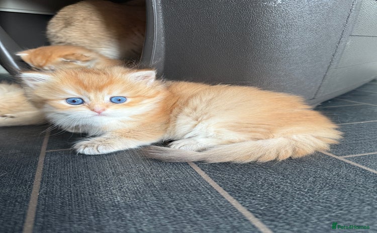 British Longhair cats - Advert 3