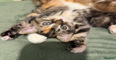 Turkish Angora cats - Advert 15