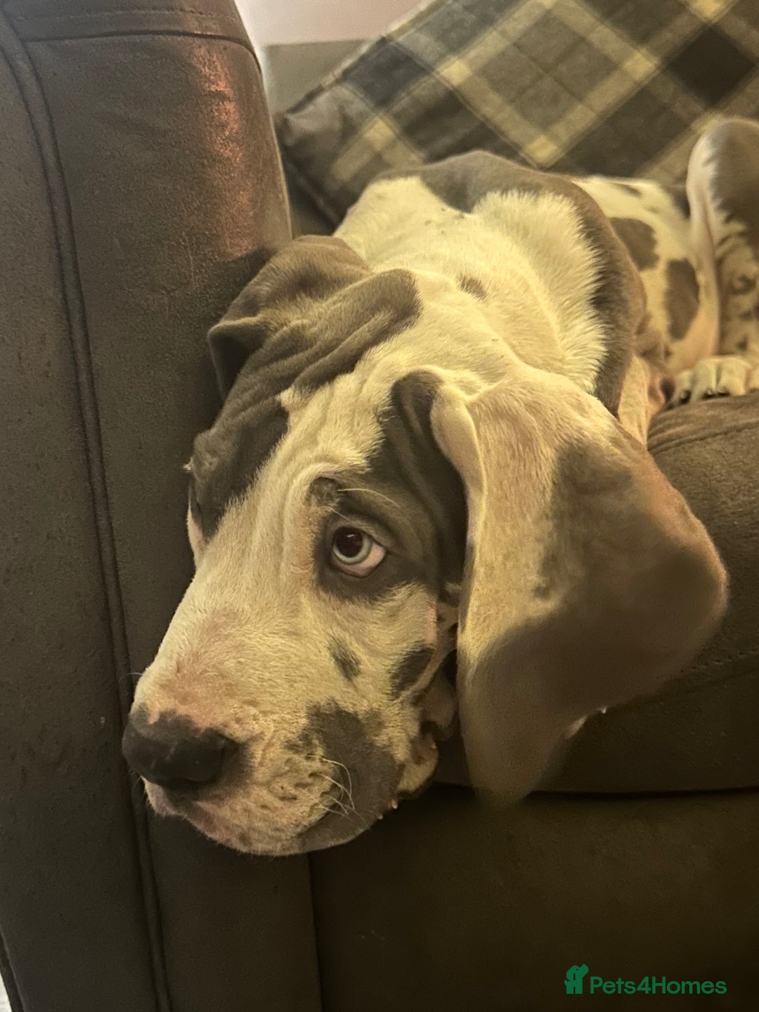 Great Dane dogs for sale: Reduced***** KC registered blue Great Dane puppies - Advert 27