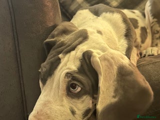 Great Dane dogs Reduced***** KC registered blue Great Dane puppies - Advert 4