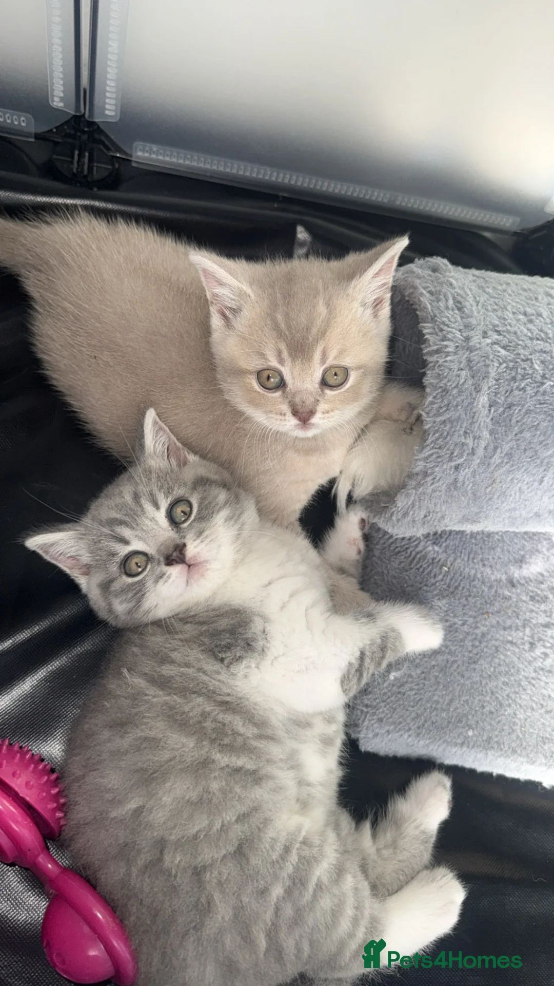 British Shorthair cats for sale: Beautiful British Shorthair Cross Kittens - Advert 2