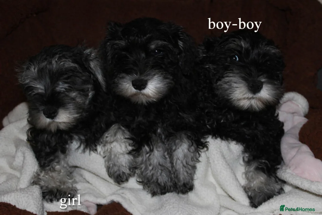 Miniature Schnauzer dogs for sale: Charming Mini Schnauzers with KC registration - Advert 4