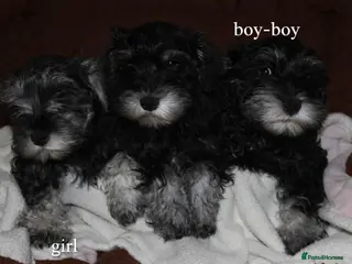 Miniature Schnauzer dogs Charming Mini Schnauzers with KC registration - Advert 17