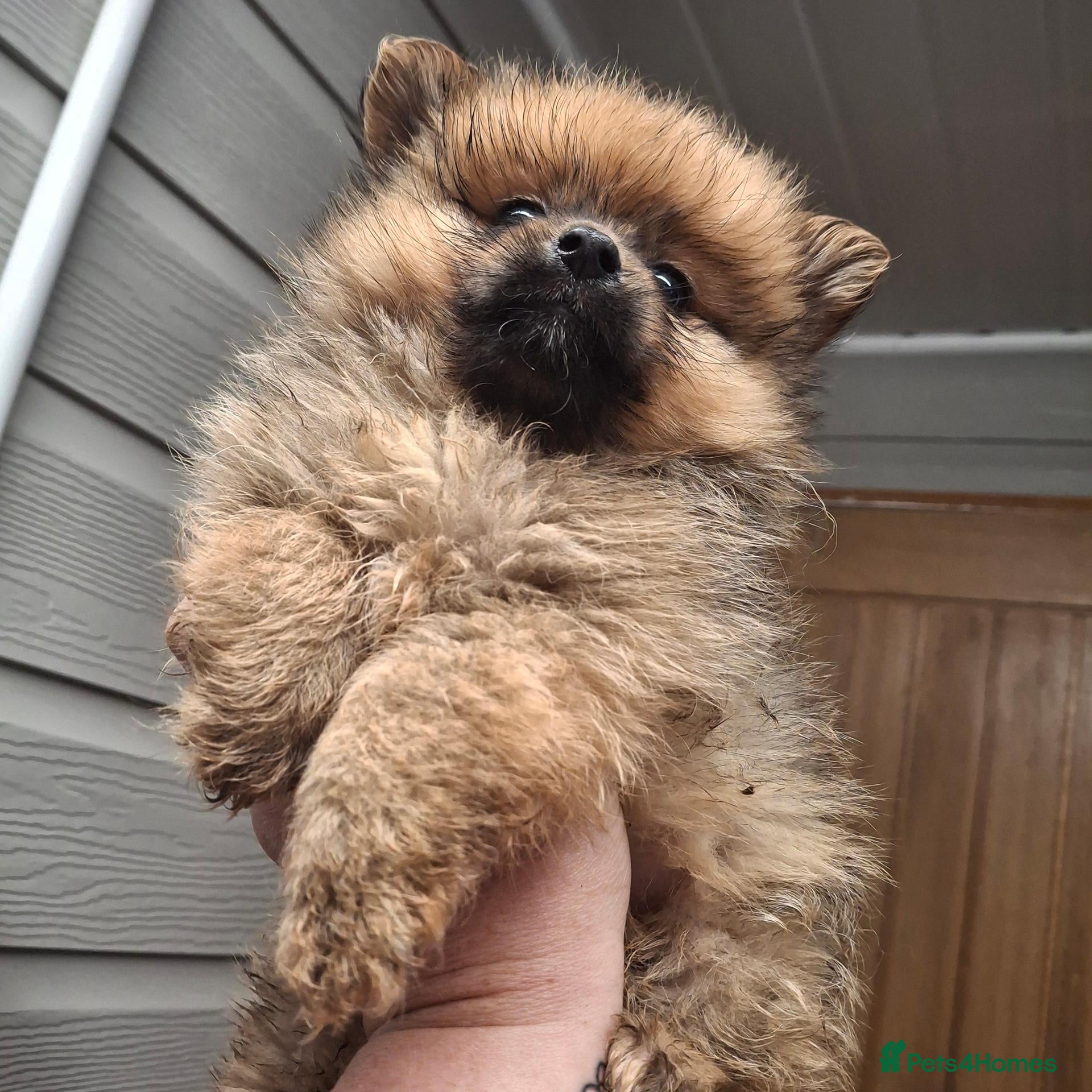 Pomeranian dogs Pomerainian pups for sale - Advert 15