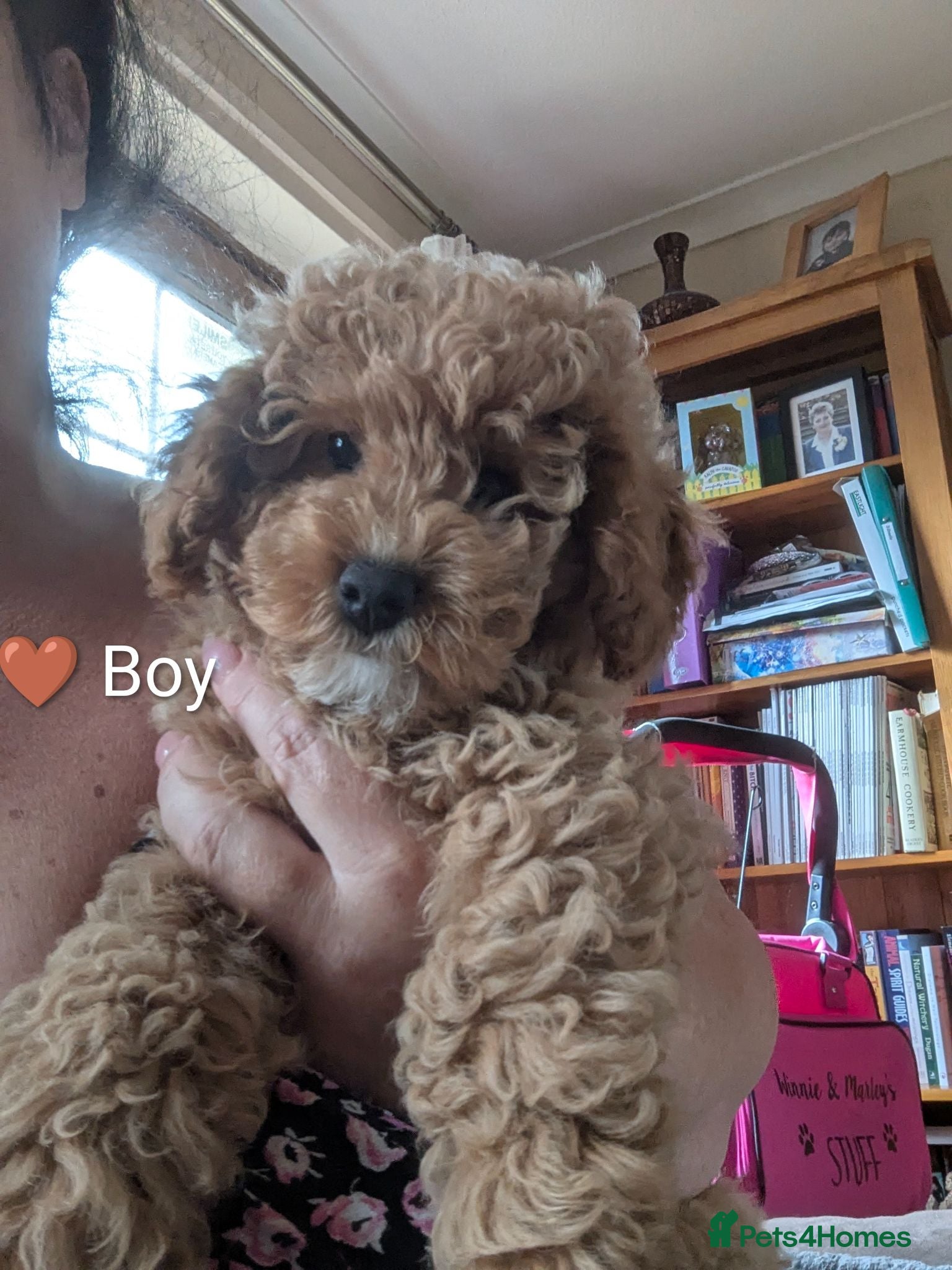 Cavapoo dogs Toy/Small Cavapoo Puppies – Ready 🐾 4💙 2🩷 - Advert 5