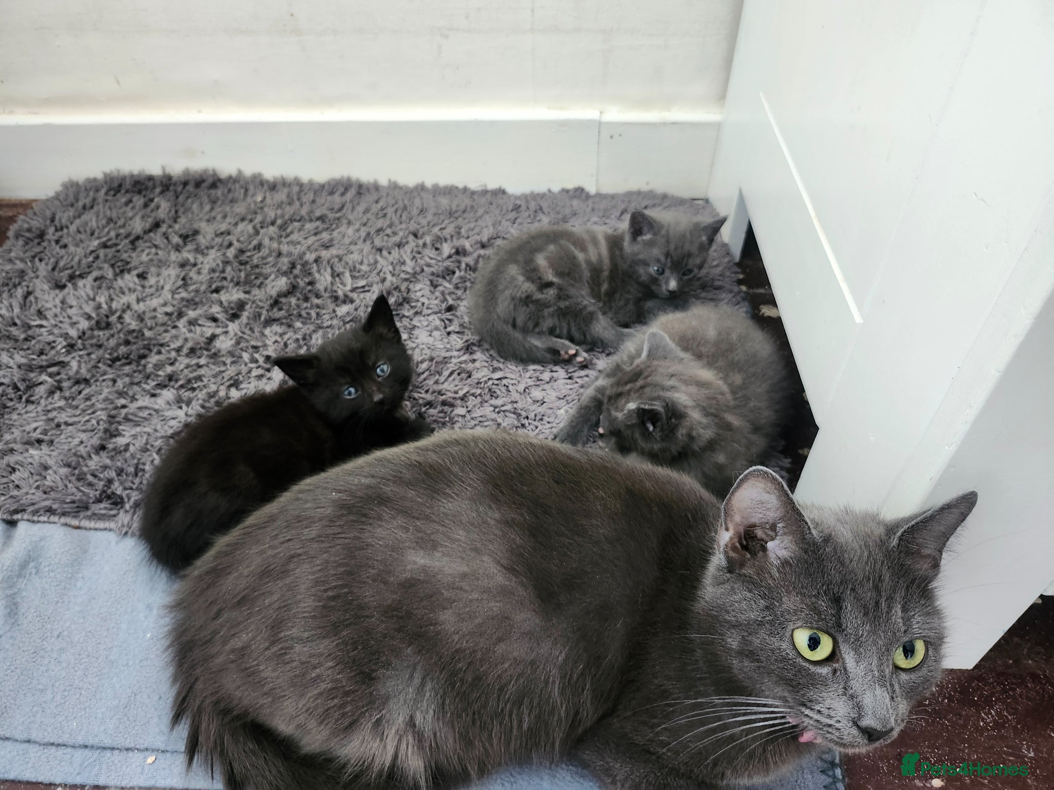 Domestic Shorthair cats Beautiful kittens for sale - Advert 1