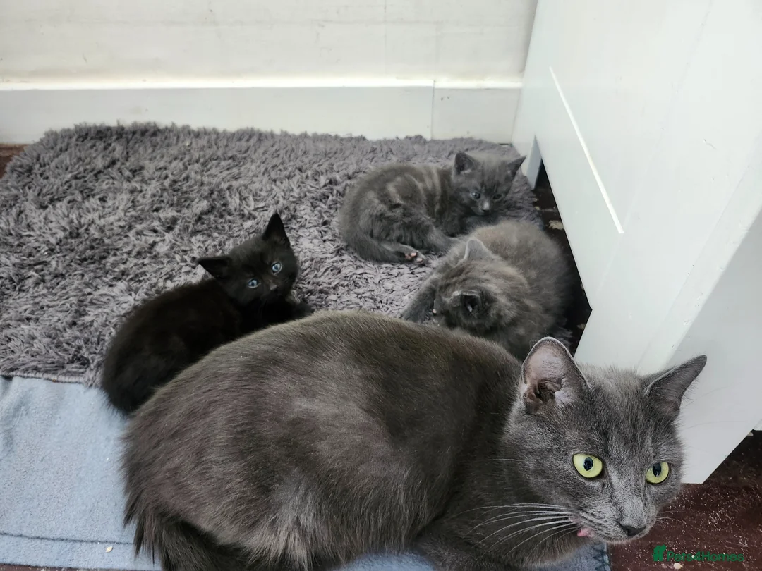 Domestic Shorthair cats for sale: Beautiful kittens for sale - Advert 1