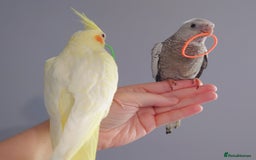 Cockatiels birds for sale: Hand reared silly tame DNA sexed baby cockatiels  - Image 32