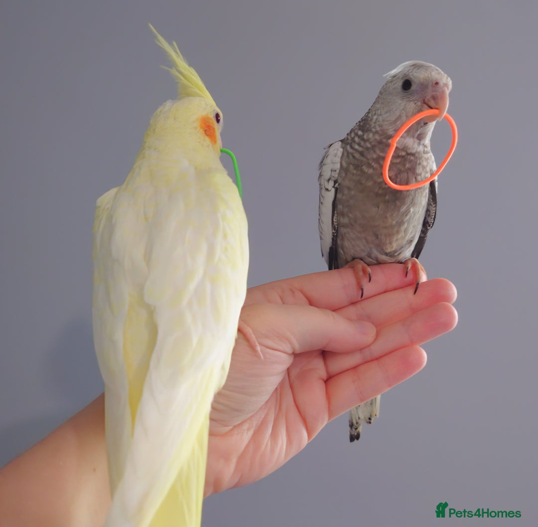 Cockatiels birds for sale: Hand reared silly tame DNA sexed baby cockatiels  - Image 32