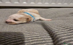 Mixed Breed dogs for sale: Beautiful shichon cross cavachon - Advert 7