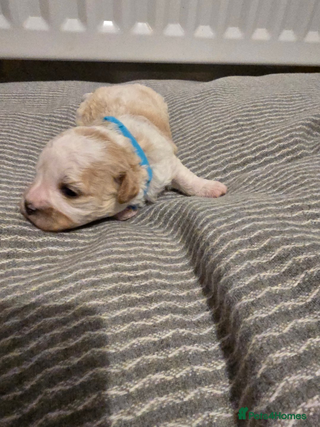 Mixed Breed dogs for sale: Beautiful shichon cross cavachon - Advert 7