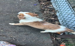 Mixed Breed dogs for sale: Lurcher pup  - Image 10