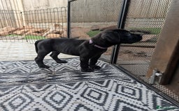 Cane Corso dogs for sale: Cane corso puppies.. - Image 26