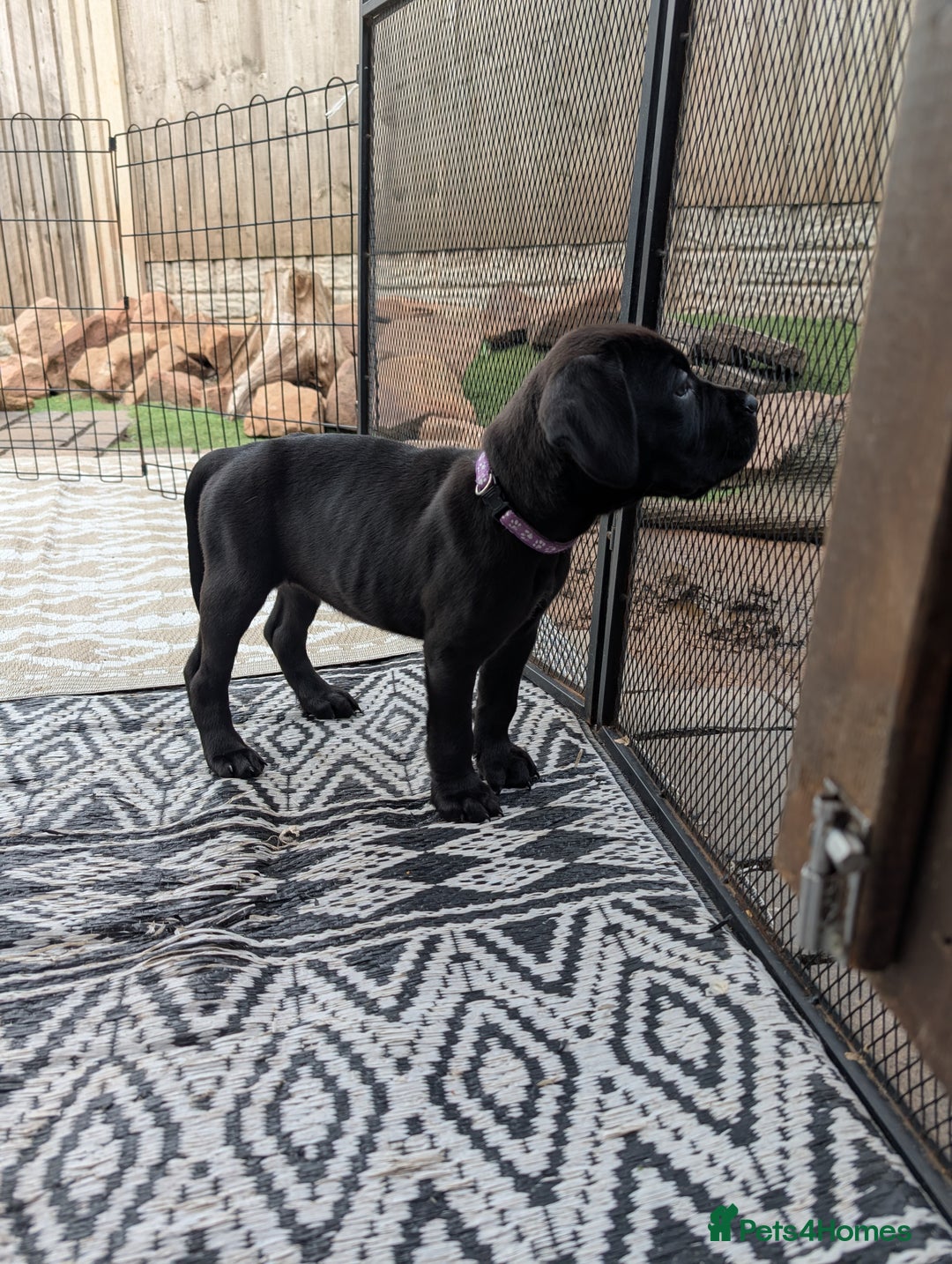 Cane Corso dogs for sale: Cane corso puppies.. - Image 26