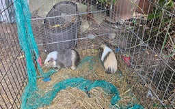 Guinea Pig rodents for sale: 7 Beautiful male Guinea Pigs for sale. - Image 6