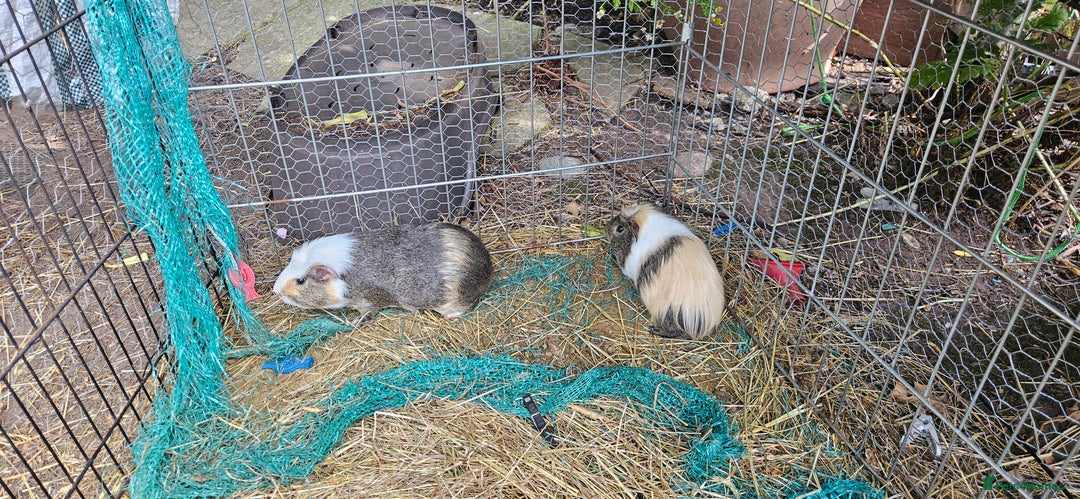 Guinea Pig rodents for sale: 7 Beautiful male Guinea Pigs for sale. - Image 6