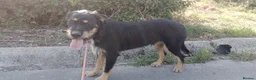 Mixed Breed dogs for adoption: Dante in Newcastle upon Tyne - Advert 4