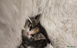 Maine Coon cats for sale: Beautiful Mainecoon princess - Image 9
