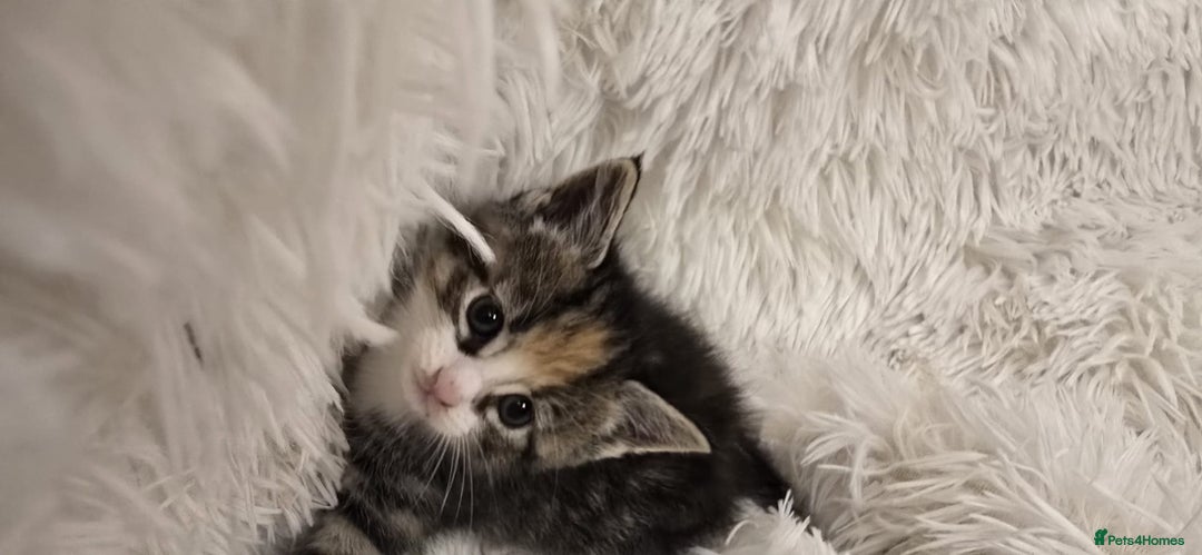 Maine Coon cats for sale: Beautiful Mainecoon princess - Image 9
