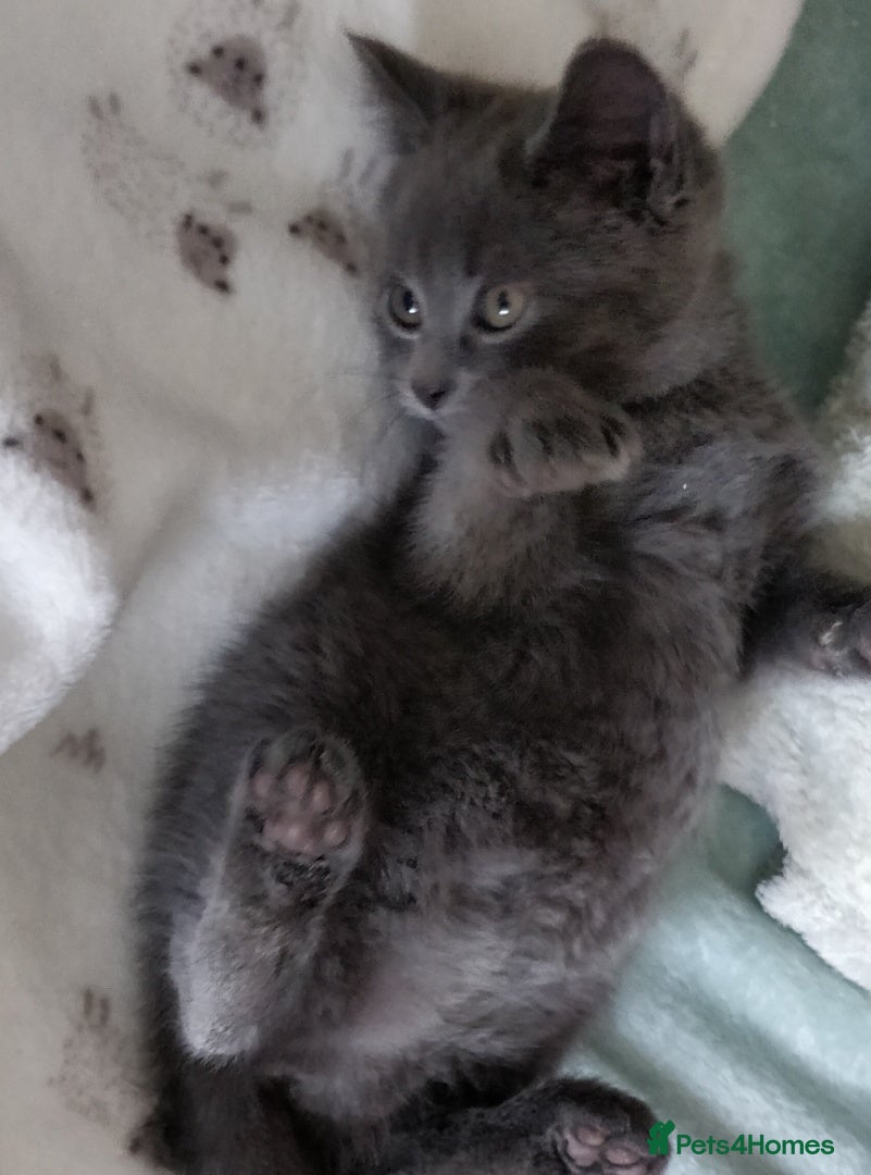 Russian Blue cats ABSOLUTELY BEAUTIFUL RUSSIAN BLUE KITTENS 8 WEEKS  - Advert 8