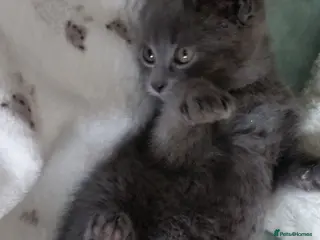 Russian Blue cats ABSOLUTELY BEAUTIFUL RUSSIAN BLUE KITTENS 8 WEEKS - Advert 8