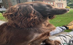 Cocker Spaniel dogs for sale: KC Registered Cocker Spaniel (Working) Puppies - Image 19