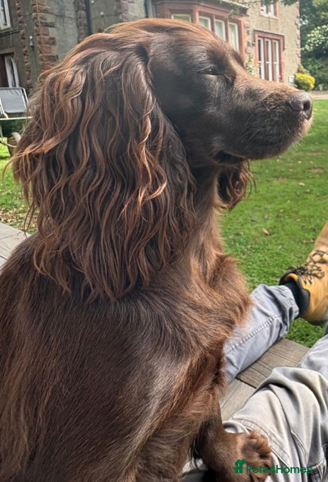 Cocker Spaniel dogs for sale: KC Registered Cocker Spaniel (Working) Puppies - Image 19