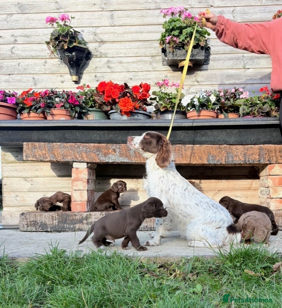 Sprocker dogs 🐶 SPROCKER SPANIEL PUPPIES 🐶  - Advert 2