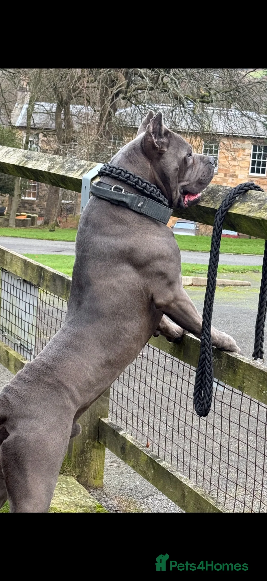 Cane Corso dogs for sale: Cane Corso  - Advert 2