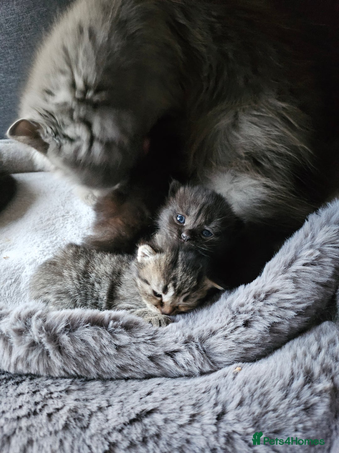 Scottish Fold cats for sale: Scottish fold kittens for sale 4 wks old - Advert 6