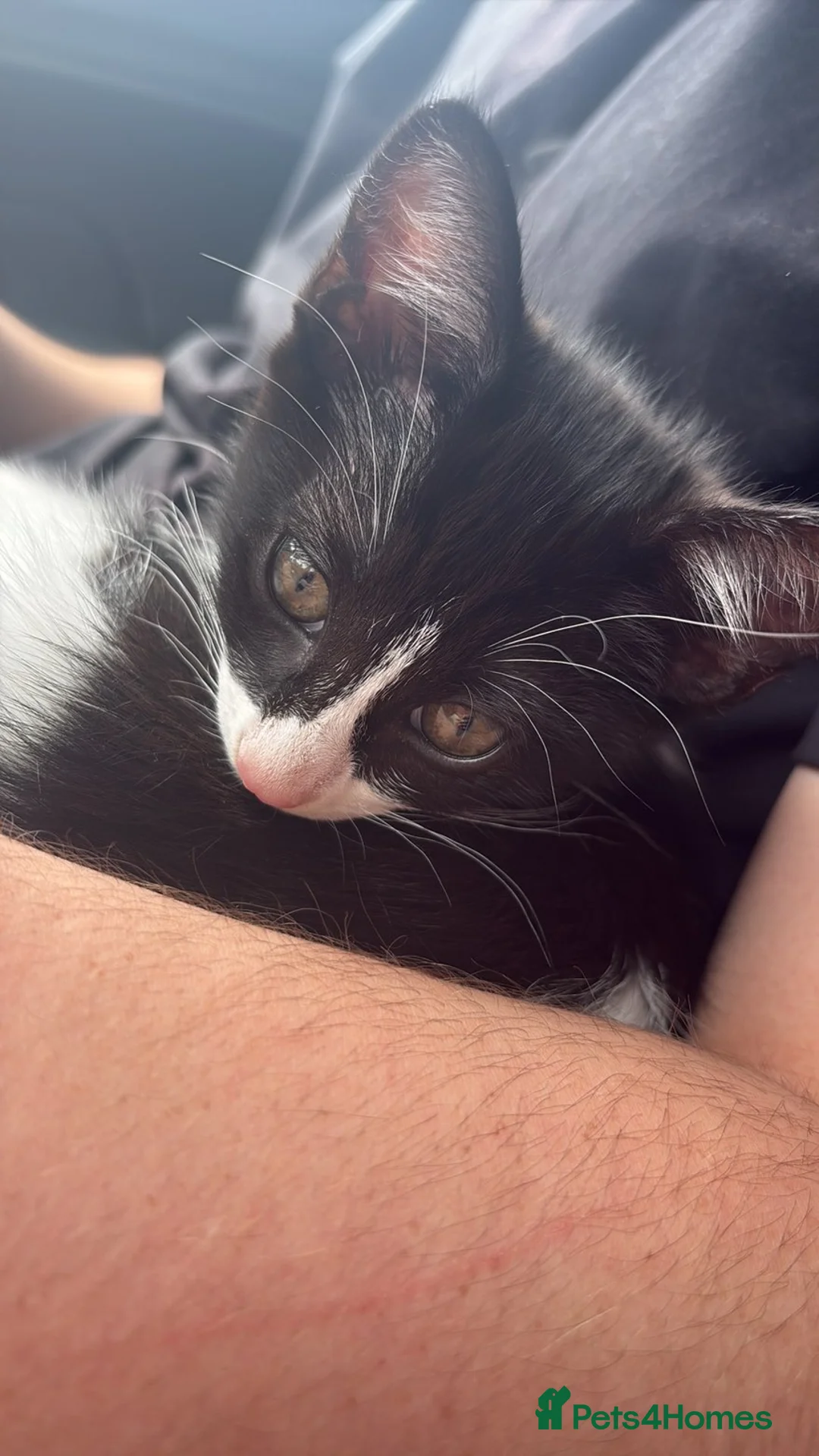 Mixed Breed cats for sale: Boy kitten - Milo - Advert 2