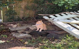 Mixed Breed cats for sale: Tiger is looking for a new loving home - Image 4