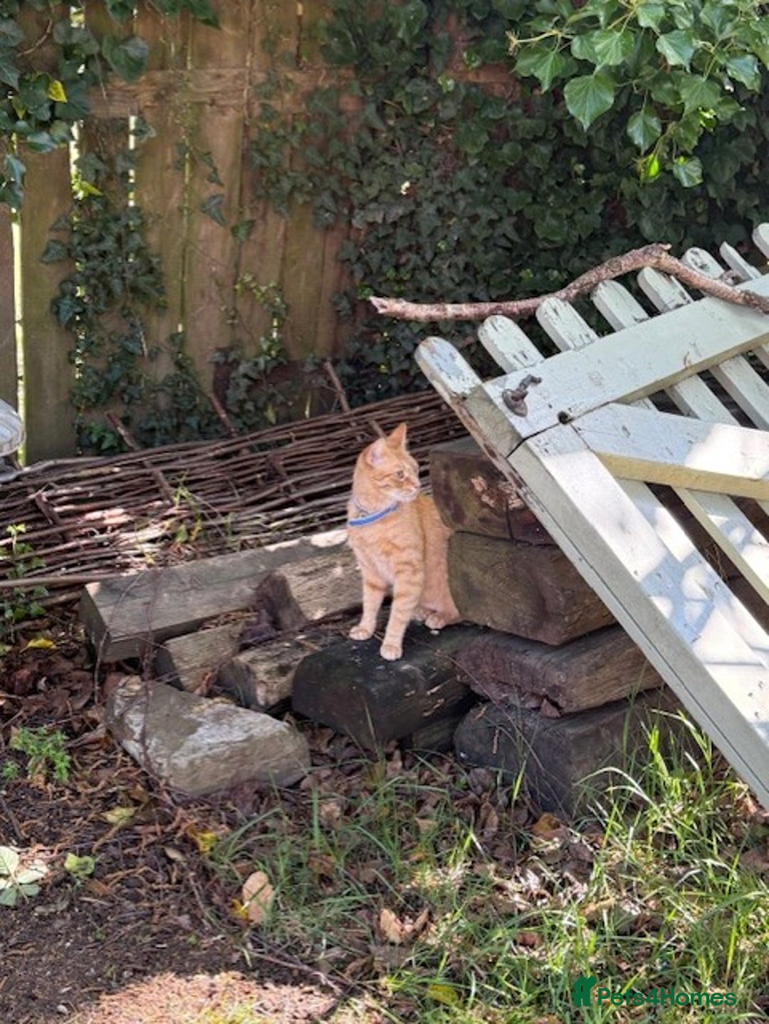 Mixed Breed cats for sale: Tiger is looking for a new loving home - Image 4